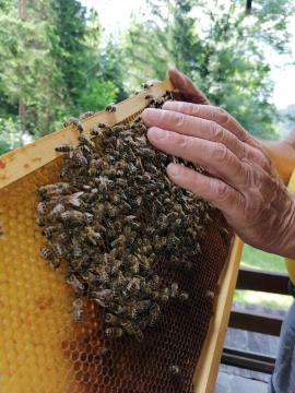 Dan odprtih vrat v Čebelarskem centru Luče